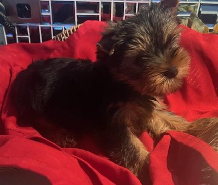 Yorkshire Terrier for sale by HAVENBROOKE