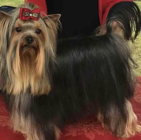 Yorkshire Terrier for sale by HAVENBROOKE