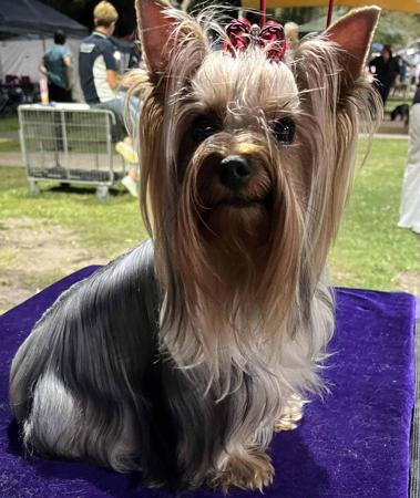 Yorkshire Terrier for sale by HAVENBROOKE