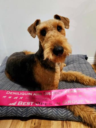Airedale Terrier for sale by MERRIEDALE