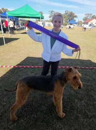 Airedale Terrier for sale by MERRIEDALE