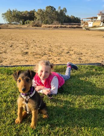 Airedale Terrier for sale by MERRIEDALE