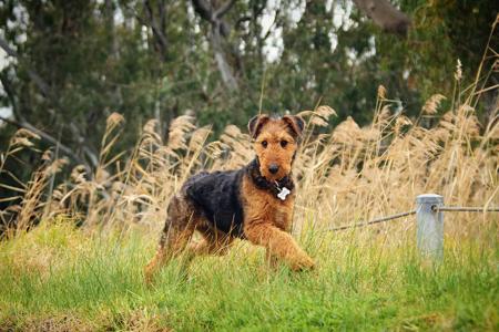 Airedale Terrier for sale by MERRIEDALE