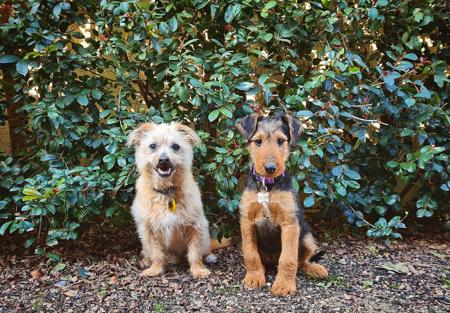Airedale Terrier for sale by MERRIEDALE