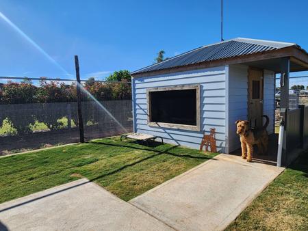 Airedale Terrier for sale by MERRIEDALE