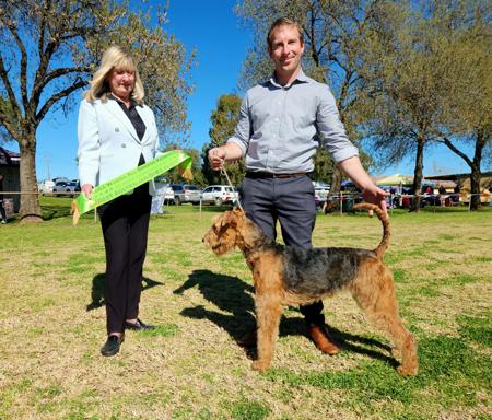 Airedale Terrier for sale by MERRIEDALE