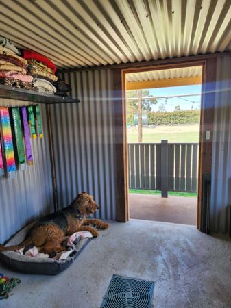 Airedale Terrier for sale by MERRIEDALE