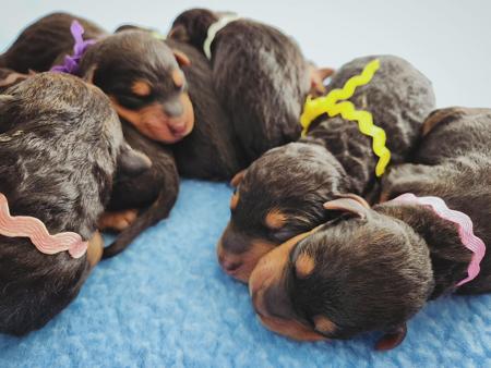 Airedale Terrier for sale by MERRIEDALE