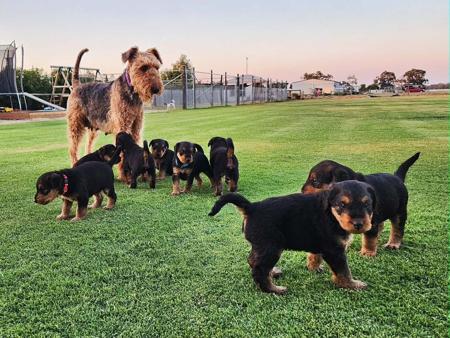 Airedale Terrier for sale by MERRIEDALE