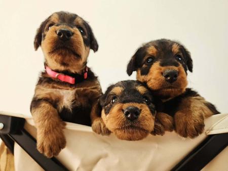Airedale Terrier for sale by MERRIEDALE