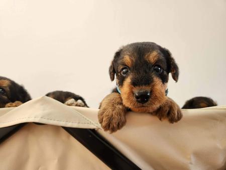 Airedale Terrier for sale by MERRIEDALE