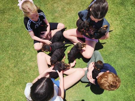 Airedale Terrier for sale by MERRIEDALE