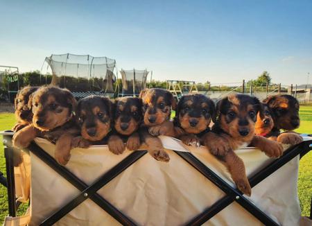 Airedale Terrier for sale by MERRIEDALE