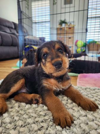 Airedale Terrier for sale by MERRIEDALE