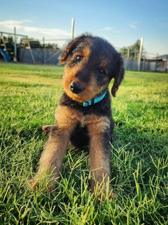 Airedale Terrier for sale by MERRIEDALE