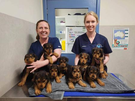 Airedale Terrier for sale by MERRIEDALE