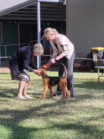 Airedale Terrier for sale by MERRIEDALE