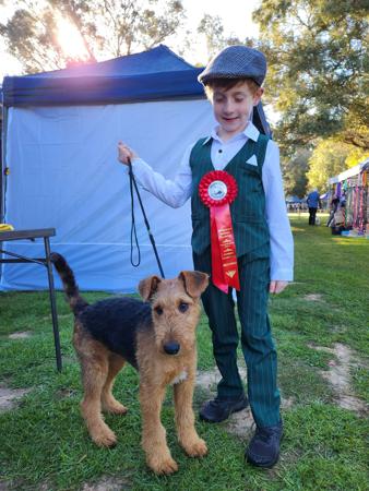 Airedale Terrier for sale by MERRIEDALE