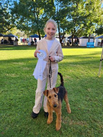 Airedale Terrier for sale by MERRIEDALE