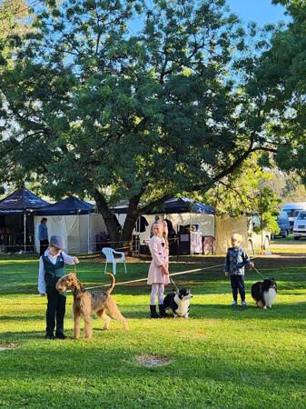 Airedale Terrier for sale by MERRIEDALE