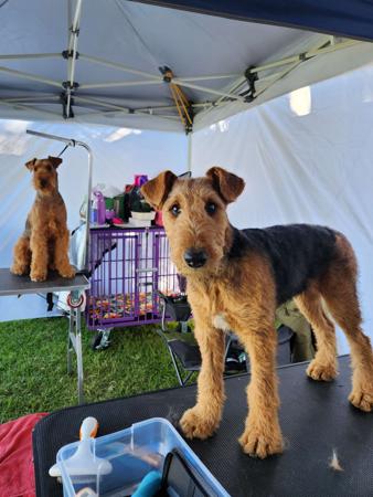 Airedale Terrier for sale by MERRIEDALE