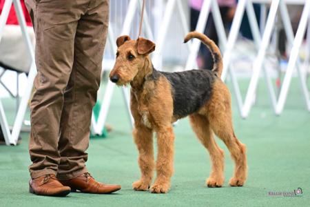 Merriedale Pearl Annie Airedale Terrier