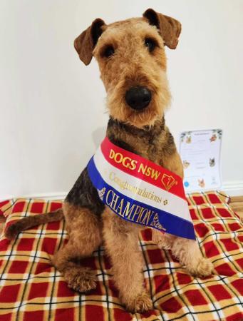 Airedale Terrier for sale by MERRIEDALE