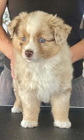 Miniature American Shepherd for sale by MASGRIFF