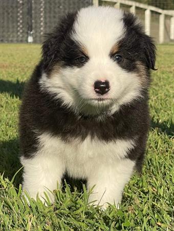 Miniature American Shepherd puppy for sale by MASGRIFF