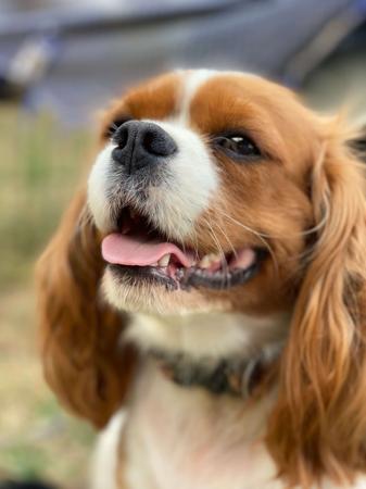 Cavalier King Charles Spaniel for sale by BALLANGARRA