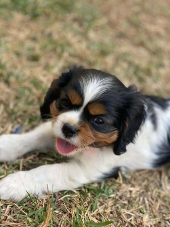 Cavalier King Charles Spaniel for sale by BALLANGARRA