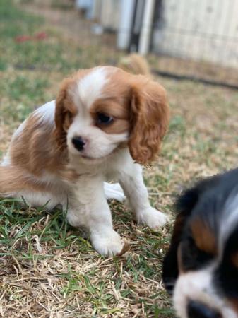 Cavalier King Charles Spaniel for sale by BALLANGARRA