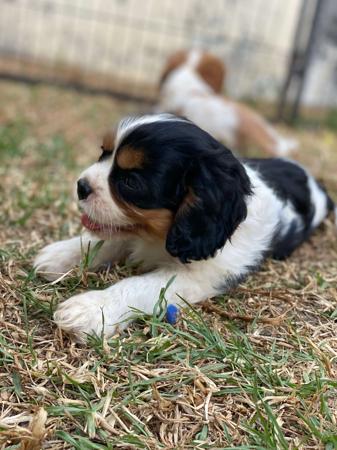 Cavalier King Charles Spaniel for sale by BALLANGARRA