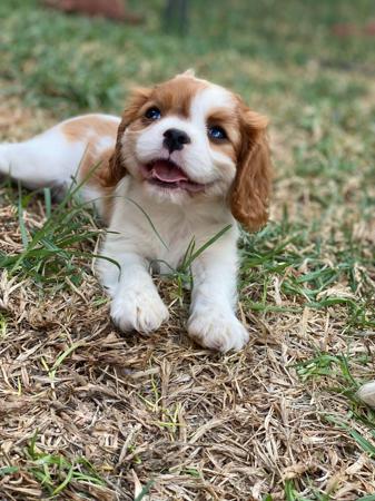 Cavalier King Charles Spaniel for sale by BALLANGARRA