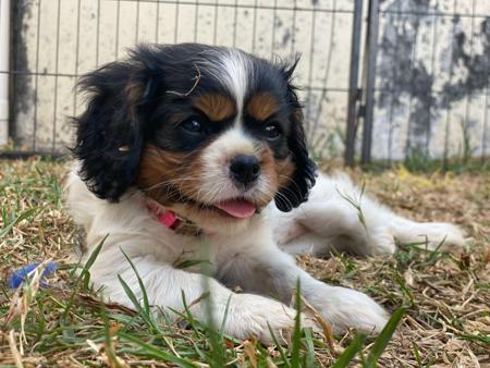 Cavalier King Charles Spaniel for sale by BALLANGARRA