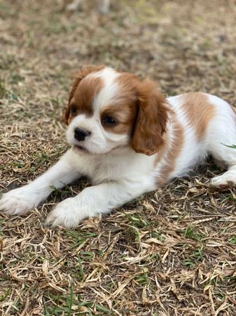 Cavalier King Charles Spaniel for sale by BALLANGARRA