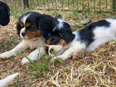 Cavalier King Charles Spaniel for sale by BALLANGARRA