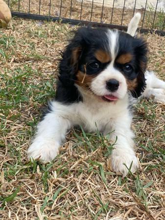 Cavalier King Charles Spaniel for sale by BALLANGARRA