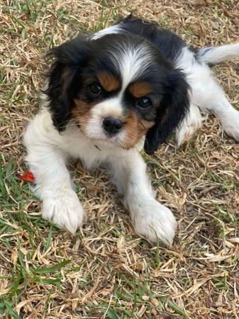Cavalier King Charles Spaniel puppy for sale by ALEXPOPE