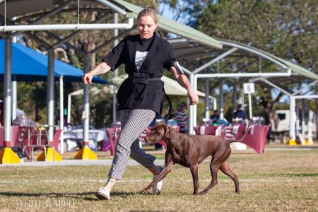 German Shorthaired Pointer for sale by OLGAVALEEVA