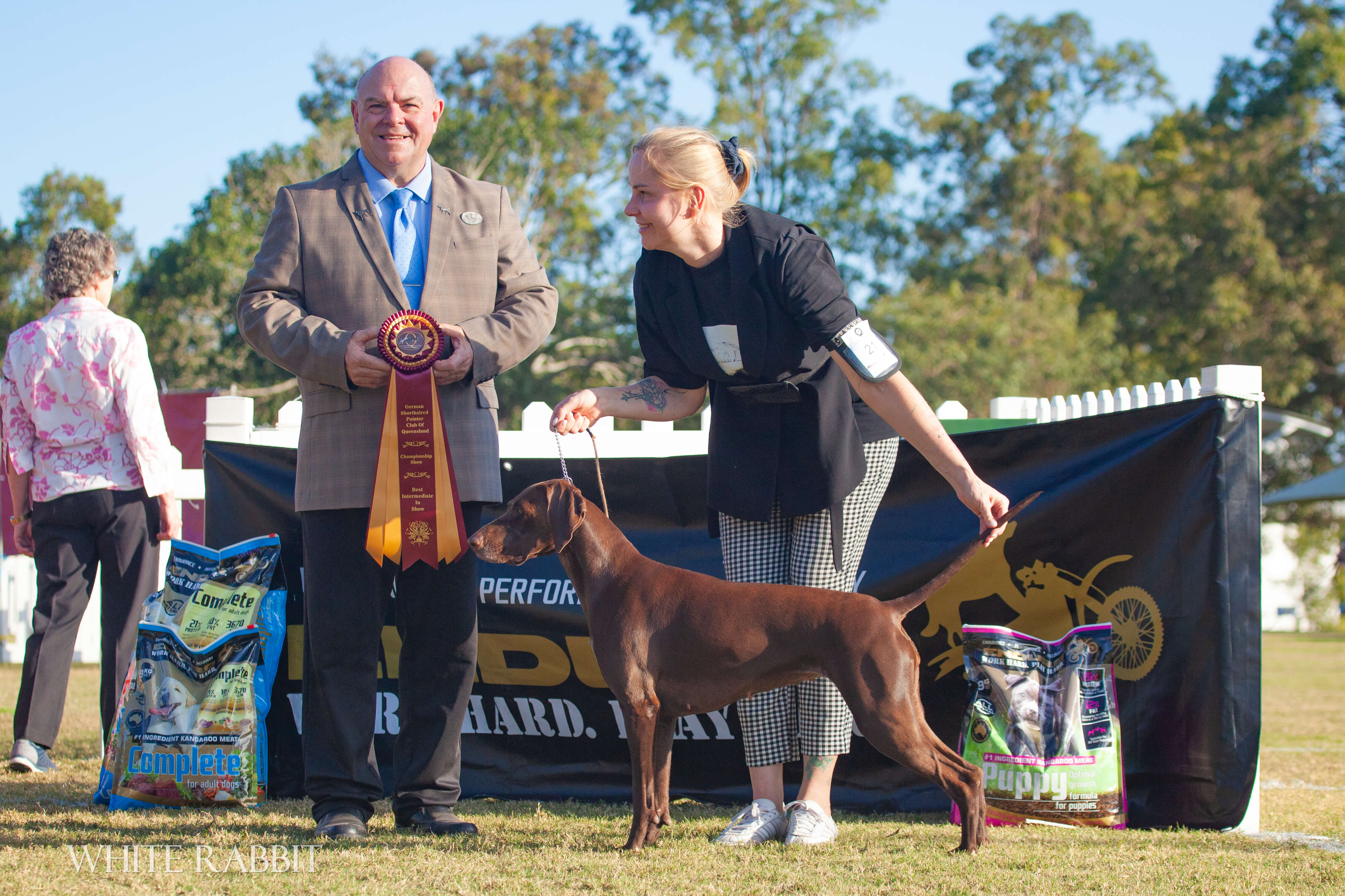 German Shorthaired Pointer for sale by SUNNYHAAR