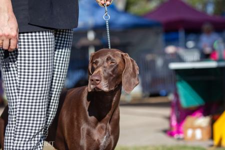 German Shorthaired Pointer for sale by SUNNYHAAR