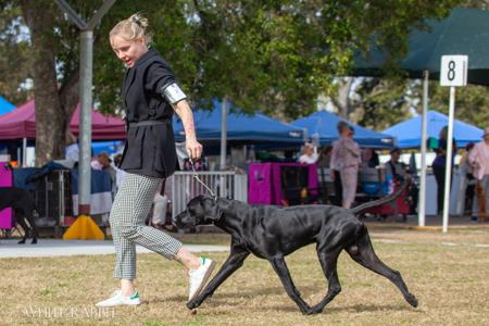 German Shorthaired Pointer for sale by SUNNYHAAR