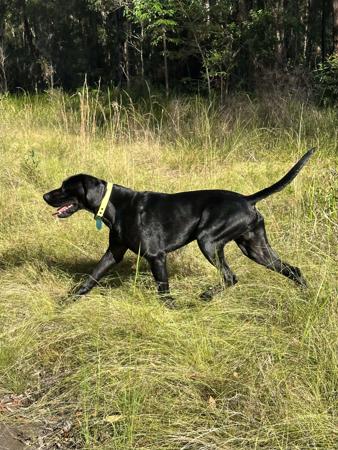 German Shorthaired Pointer for sale by SUNNYHAAR