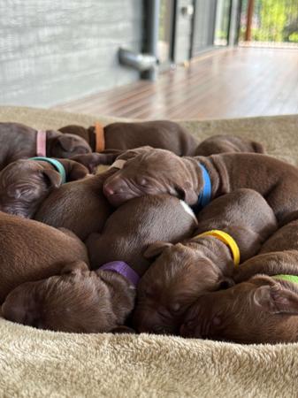 German Shorthaired Pointer puppy for sale by OLGAVALEEVA