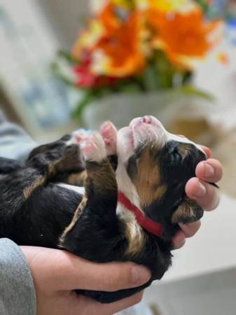 Bernese Mountain Dog for sale by KRAIGOAKS