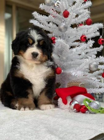Bernese Mountain Dog for sale by KRAIGOAKS