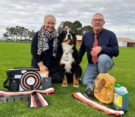 Bernese Mountain Dog for sale by KRAIGOAKS