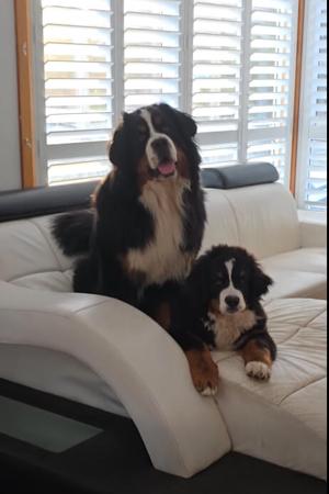 Bernese Mountain Dog for sale by KRAIGOAKS