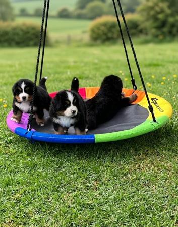 Bernese Mountain Dog for sale by KRAIGOAKS